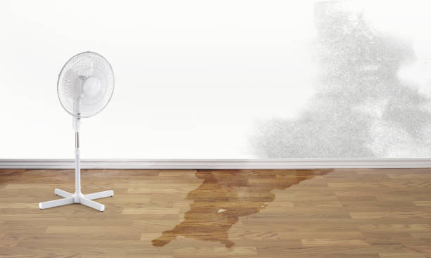 Best Ceiling water damage repair  in Edwardsville, PA